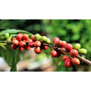 Giống Cây Cà Phê CuLi Siêu Trái ( siêu sớm có bảo hành)