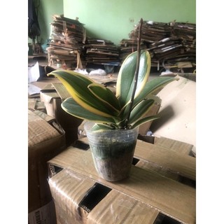 Hồ điệp lá biên phát tài đang nhú