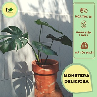 Cây Monstera Deliciosa Trầu Bà Lá Xẻ