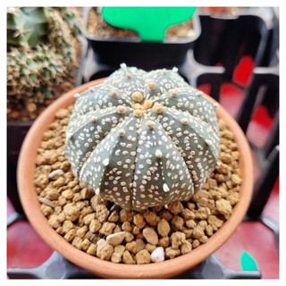 Xương rồng Aster super kabuto size to mướt 6cm