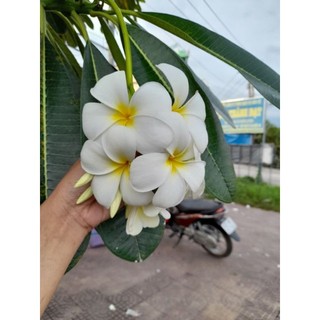cây sứ đại hoa thơm