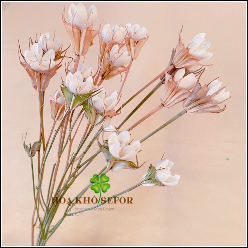 Hoa nụ cười ❤️Hoa khô hạnh phúc decor nhà cửa sang trọng