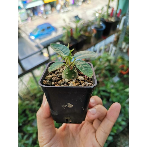 Mặt Trời lá tròn dễ thương