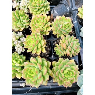 Sen đá size bầu 4-6cm