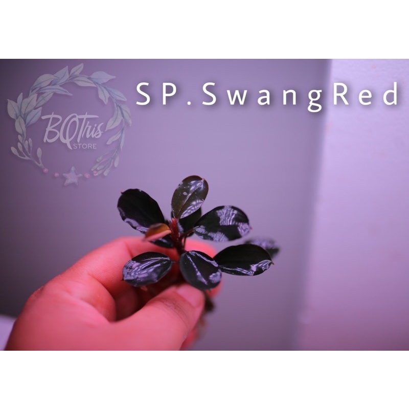 Bucep SP. SwangRed | hàng ngọn | lá cạn hình tròn | cây đẹp