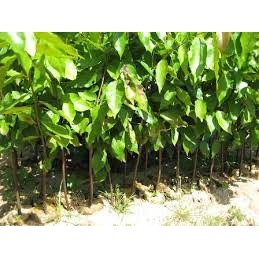 Cây Giống Sao Đen ( cây có bảo hành)