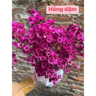 Hoa Thanh Liễu