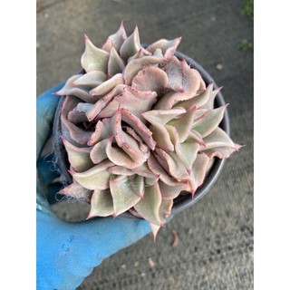 Cây sen đá madiba bụi cánh xoắn 🌵 ⚡ ❤