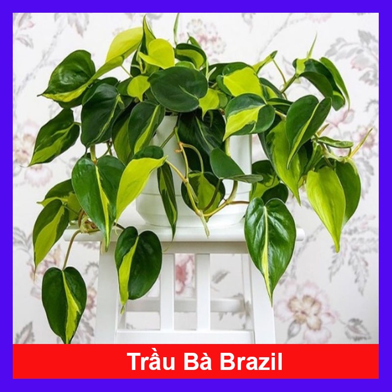 Trầu bà Brazil ( Philodenron Brazil ) - caykiengsadec