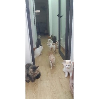 men tiêu hoá đức