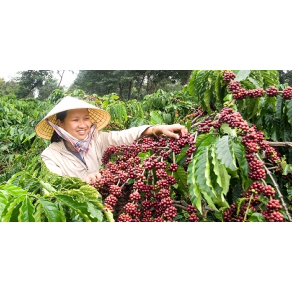 1 KG Hạt giống Cà Phê VỐI CAO SẢN Lá Xoài  - HẠT TUYỂN CHỌN TỪ CÂY MẸ. KÈM HƯỚNG DẪN ƯƠM]