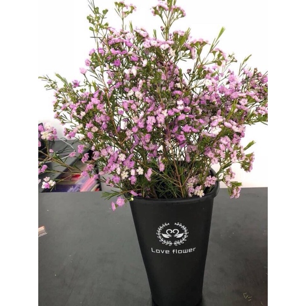 XÔ BÀY HOA CAO CẤP