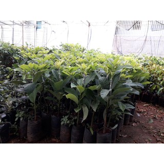 CÂY GIỐNG BƠ LÙN THANH SƠN [ TRỒNG CHẬU ĐƯỢC ] *