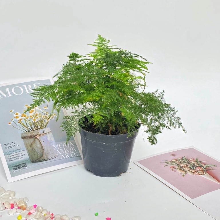 Cây thủy tùng mini cây cao 15-20 cm tán sum suê dễ dàng chăm sóc thích hợp trang trí nội thất