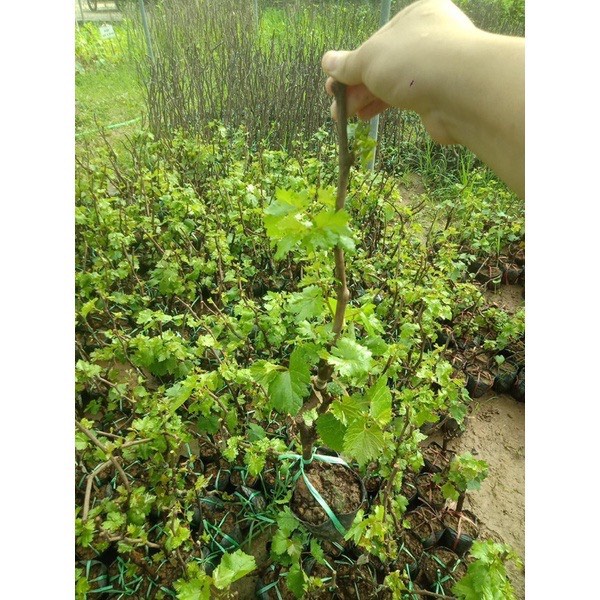 Cây nho ngón tay không hạt leo giàn cao 50-60cm mua 5 cây tặng 1 cây