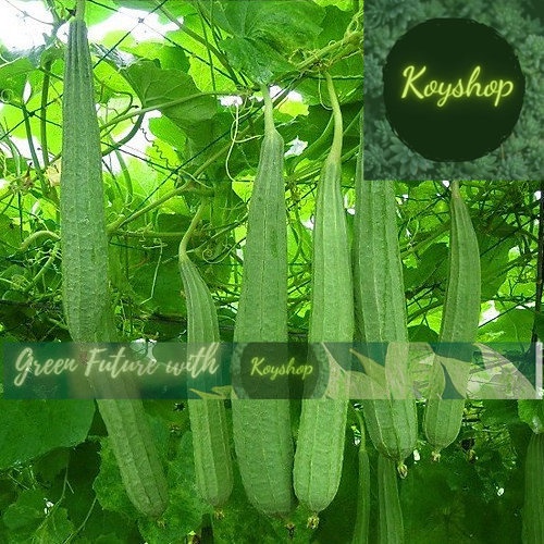 Hạt Giống Mướp Khía F1 (1gr) - Rado Seeds X 2 gói - Giá sỉ tốt hơn !