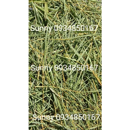 Trà lá tre gai/ Trúc diệp quyển tâm hữu cơ