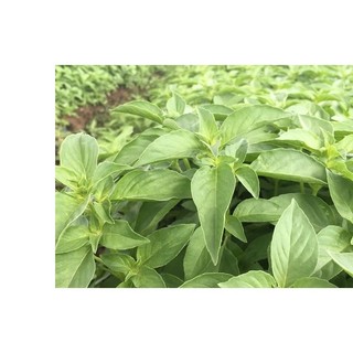 2gr hạt giống húng thơm trắng | rau é trắng | rau gia vị