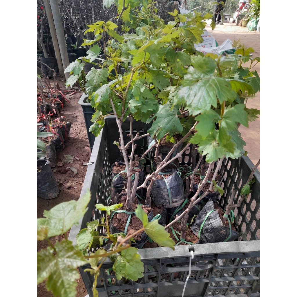 Giống Nho Mỹ  Không Hạt+Tặng kèm phân trùn quế