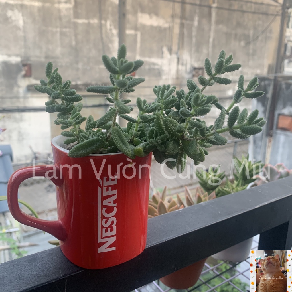 Sen Đá Mặt Nạ 😷😷😷 - Size Bầu