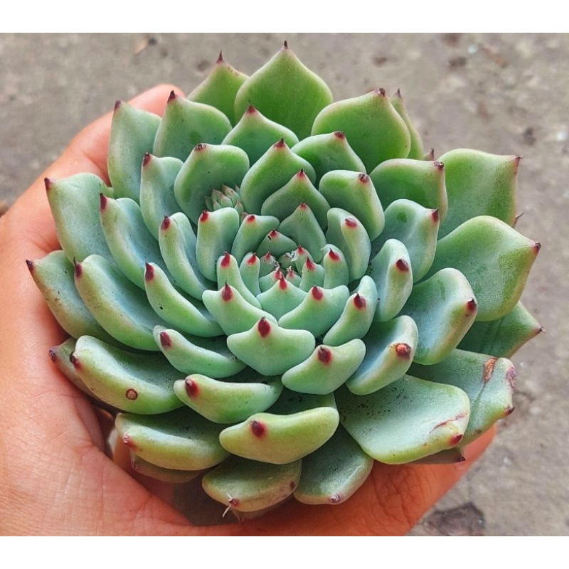 Sen đá Cúc gai Đỏ - Hư 1 đổi 1- Cây cảnh trang trí- HOA ĐÁ shop