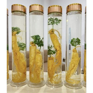  Bình Ngâm Rượu Thủy Tinh Ngâm Sâm Cao Cấp  1 Lít 1.5 Lít 2.5 lít  