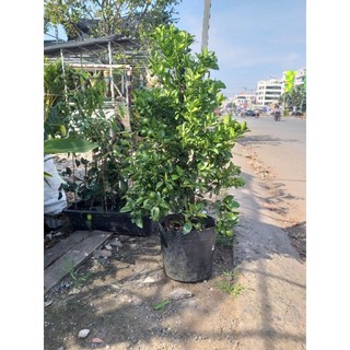 Cây Tắc, Cây Hạnh (đang trái)