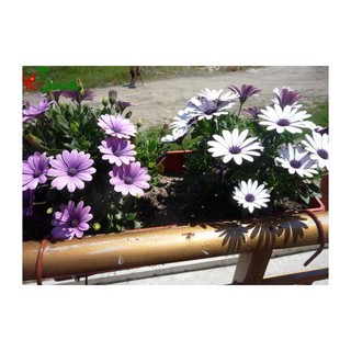 20h hạt giống hoa cúc châu phi mix màu