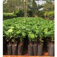 Giống Cây Cà Phê (sản phẩm có bảo hành)