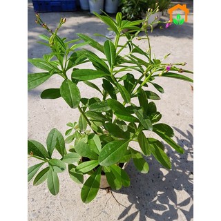 [Nhu_Mai_Garden]cây giống sâm đất (cây thổ sâm, rau sâm)- cây giống to