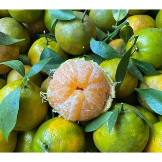 Cây giống Quýt đường Thái Lan