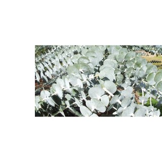 5h hạt giống cây lá bạc silver dollar baby blue