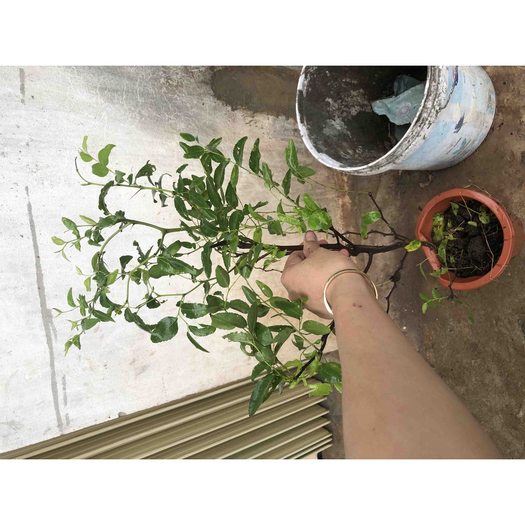 Cây giống hồng táo tiger tooth