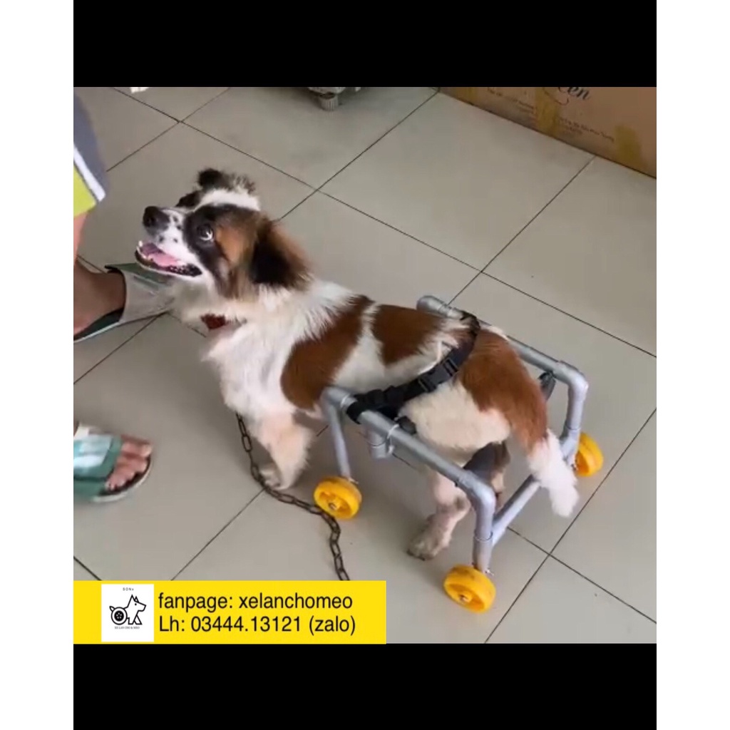 Xe lăn chó mèo liệt hai chân sau, xe 4 bánh giảm áp lực chân trước, có đệm ngồi, đỡ ngực, dây lưng