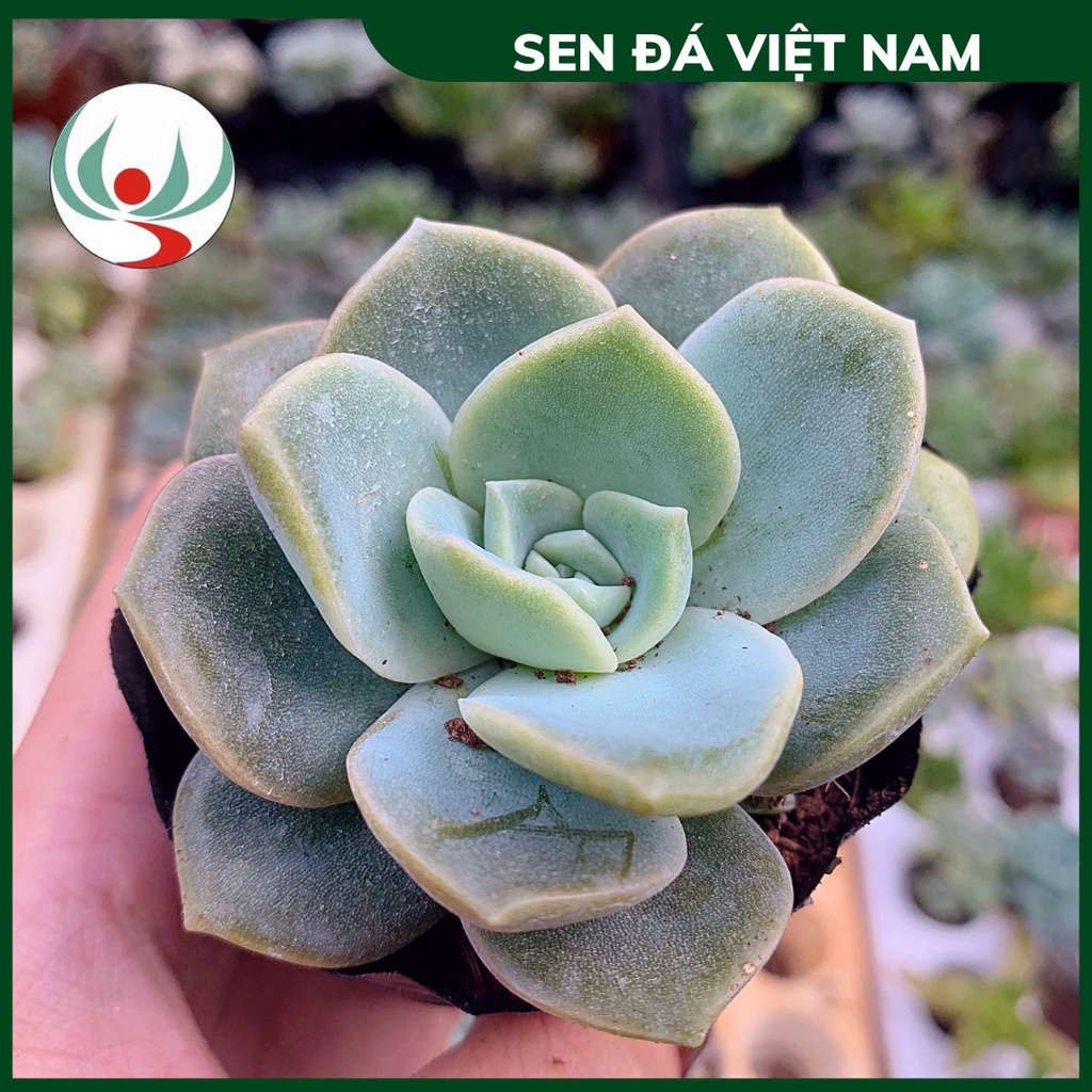 Sen Đá Hoa Hồng Xanh, Hồng Hà Lan size 5-8cm, XUẤT XỨ VIỆT NAM, ĐÃ THUẦN KHÍ HẬU, SIÊU KHOẺ ĐẸP, Lỗi 1 ĐỔI 1