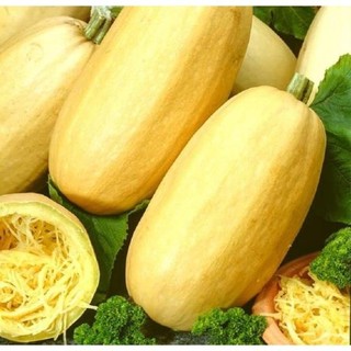 15H -Hạt_Giống_Bí_Mì_Sợi ( tặng kèm kích mầm và phân bón )