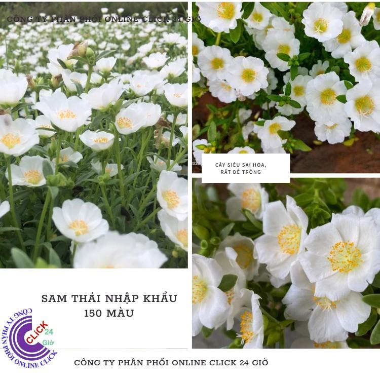 Cành Giống Hoa Sam Chuẩn SAM THÁI Nhập Khẩu Hoa To Màu Trắng Số 15 Tính Theo Cân Hoa Mười Giờ Bonsai & Phụ Kiện
