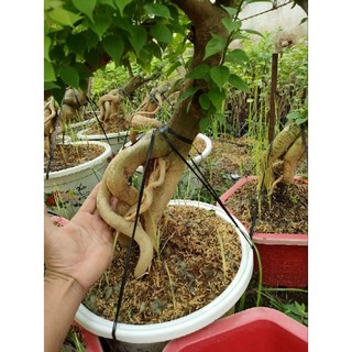 Gốc phôi cây hoa giấy mỹ
