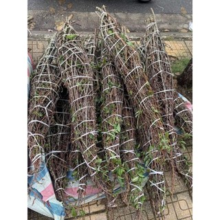10 cành hoa mận rừng,hoa thật.