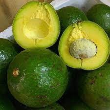 Cây giống bơ both 7 ( 3 năm cho trái giống chuẩn ) ( sản phảm có bảo hành bao đổi trả)