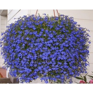 50h hạt giống hoa cúc lobelia rủ mix