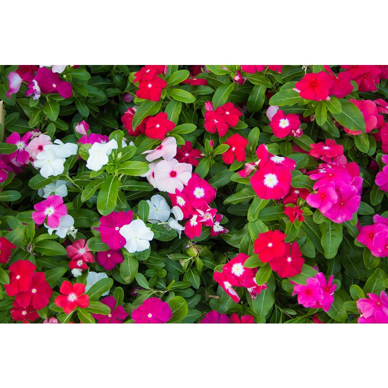 100h Hạt Giống Hoa Dừa Cạn Mix 40cm