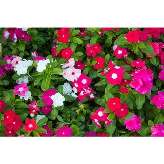 100h hạt giống hoa dừa cạn mix 40cm