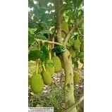 cây giống mít thái siêu sớm (18 tháng cho thu hoạch)