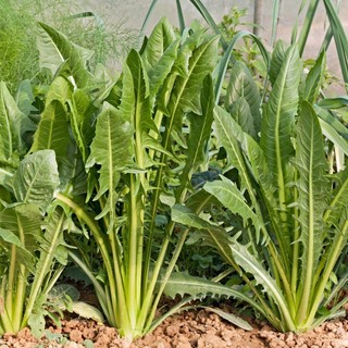 100h hạt giống bồ công anh italian
