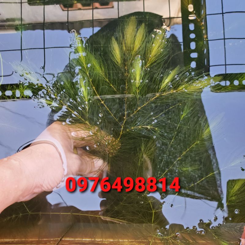 Rong đuôi chồn thủy sinh