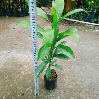 Cây Ô Mai (Trứng Gà)
