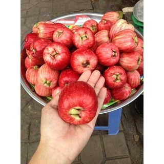 CÂY MẬN ĐIỀU (cao 15 - 20cm) - 1 cây
