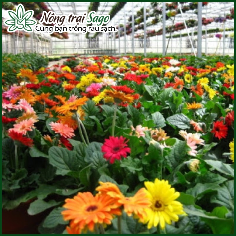 Hạt giống Hoa Đồng Tiền Nhiều Màu (gói 10 hạt) - Nông Trại Sago
