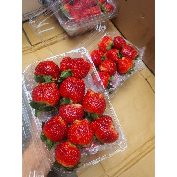 🍓Dâu Tây Hana Mộc Châu 🍓 Size To